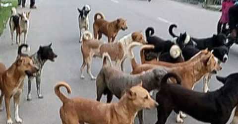 নামাজ পড়তে যাওয়া যুবককে কুকুরের দল কামড়ে মারলো