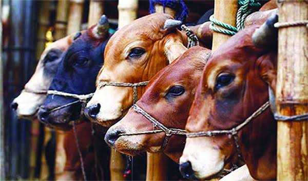 কোরবানির পশু চুরি হলে বা হারিয়ে গেলে অথবা মারা গেলে কি করনীয়