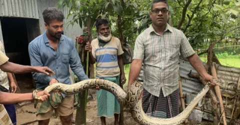 শ্রীমঙ্গলে গরুর ঘর থেকে ১২ ফুট লম্বা অজগর সাপ উদ্ধার