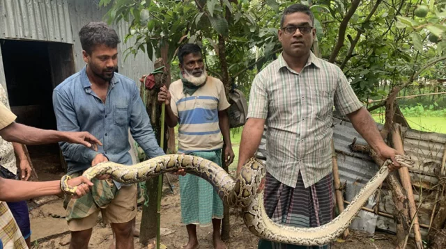 শ্রীমঙ্গলে গরুর ঘর থেকে ১২ ফুট লম্বা অজগর সাপ উদ্ধার