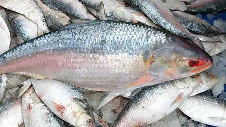 ভারতে পাচারের সময় সীমান্তে ৮৯৫ কেজি ইলিশ জব্দ