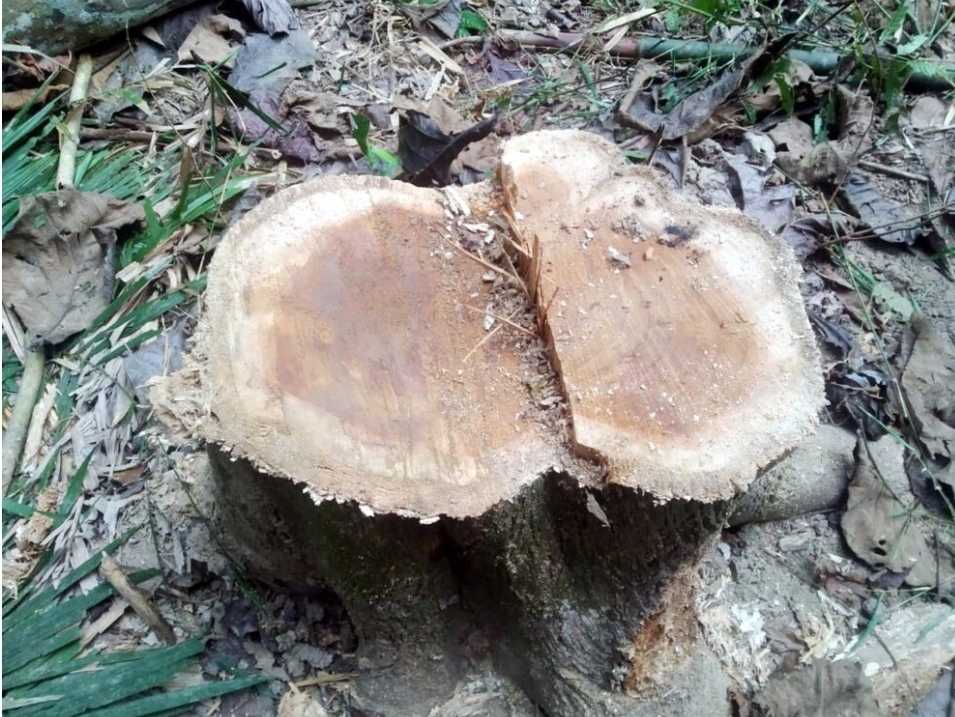জাতীয় উদ্যান লাউয়াছড়া থেকে একরাতে ৩টি মূল্যবান সেগুন গাছ চুরি, চুরি হওয়া গাছের ১৬ টি খন্ডাংশ উদ্ধার