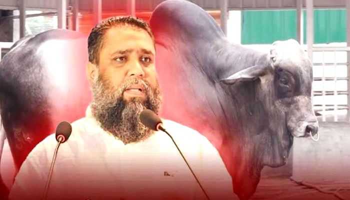 আলোচিত নিষিদ্ধ ব্রাহমা গরুর খামারি সাদিক অ্যাগ্রোর ইমরান গ্রেপ্তার